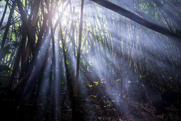 Bamboo forest with smoke and lighting from camping cooked and fire, tropical natural bamboo camp for travel, trekking.