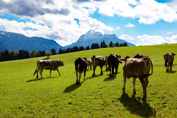 Fototapeta na wymiar Füssen Allgäu Kühe auf der Weide 