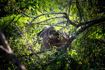 Asian young elephant in forest, Thai mammal strong in jungle and nature.