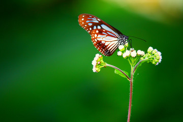 Blossom flowers with butterfly in Natural light and Spring flowers. 