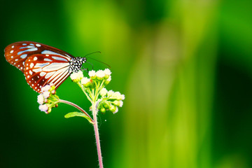 Blossom flowers with butterfly in Natural light and Spring flowers. 