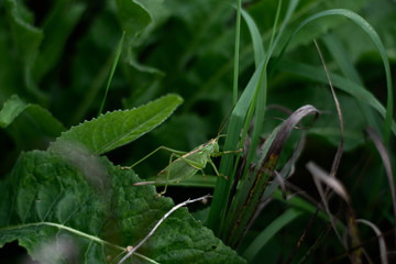 Grasshopper
