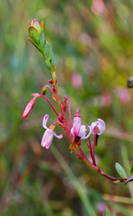 Close up of twig with flowers and leaves of Cranberry, Vaccinium macrocarpon