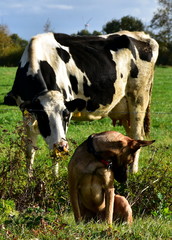 Der Hund und die Kuh