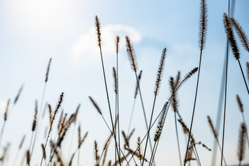 Fototapeta premium Gräser im Herbst