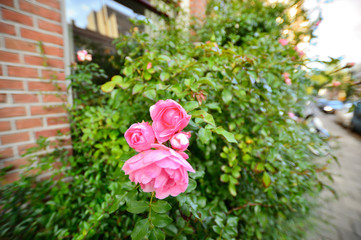 Kwiaty róży z bliska na tle nieostrego muru z cegieł.