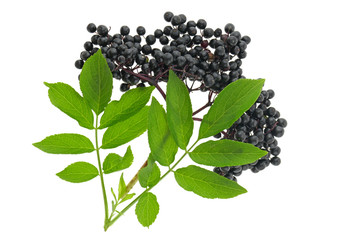 Elderberry. elderberry ( Sambucus ) closeup isolated on white background.Fresh fruit black...