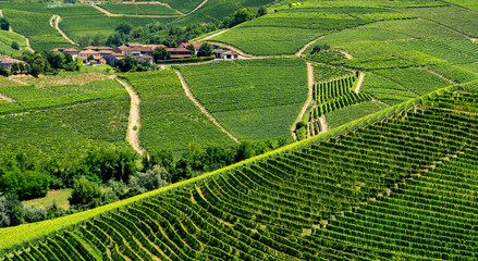 Vineyards near Barbaresco, Cuneo, in Langhe