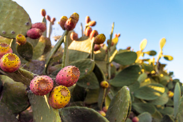 Fig trees in the countryside near the medieval white village of Ostuni