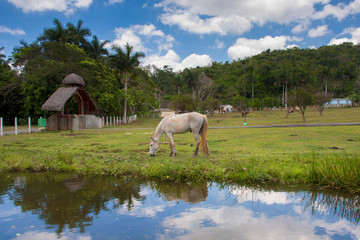 Caballo pastando en Valle de Viñales Cuba