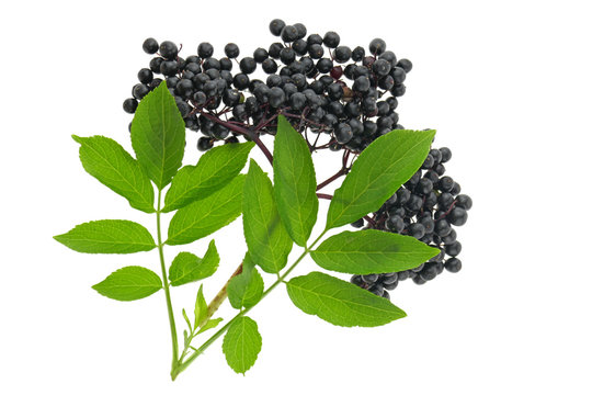 Elderberry. elderberry ( Sambucus ) closeup isolated on white background.Fresh fruit black elderberry. Harvest, food.