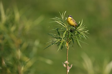 bird on a branch