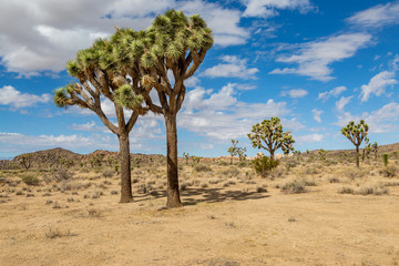 Joshua trees growing in Joshua Tree National Park in California