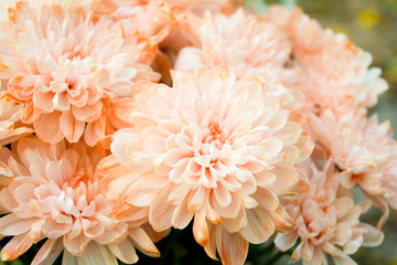 Bouquet of Salmon Color and White Chrysanthemum or Golden-Daisy