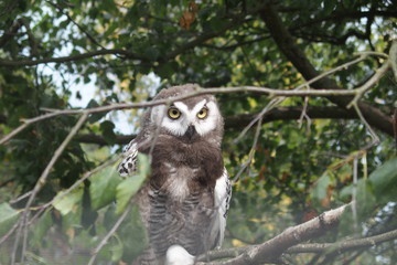 Owl in the forest sits on a branch 