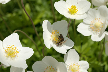The bee is drinking nectar from the anemone flowers.