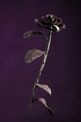 Black metal rose on background of violet color