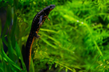 Petit triton