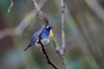 Snowy-browed Flycatcher in Doi inthanon Thailand