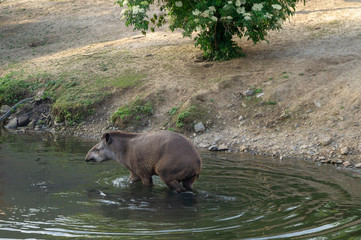 Tapir dans l'eau