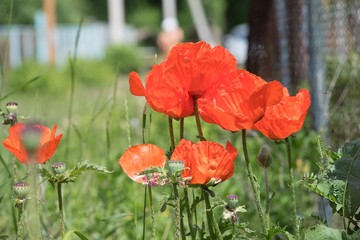 Obraz premium red poppies