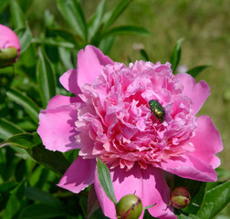 Close-up bright pink peony flower is on green background.
