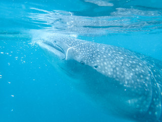 Whaleshark feeding off the coast in Oslob, Cebu, Philippines