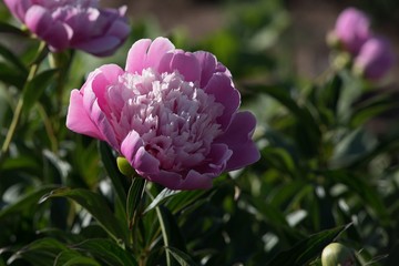 peonies