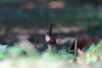 Scoiattolo rosso eurasiatico nel bosco (Sciurus vulgaris)