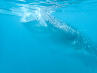 Whaleshark feeding off the coast in Oslob, Cebu, Philippines