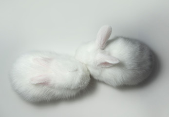 White little rabbits hug together
