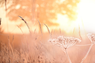 Delicate flower in cobwebs covered with white frost in the early morning in the meadow by the river. Gentle vanilla photo. Soft selective focus.
