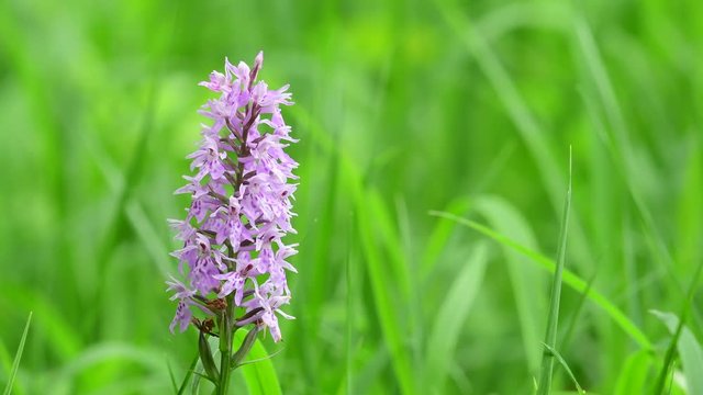 Common spotted orchid on the dry meadow, summer, (dactylorhiza fuchsii), germany
