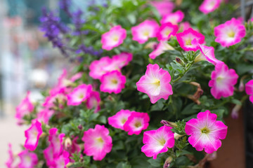 Colourful flowers are blooming when autumn comes. We can find these beautiful flowers in many places such as park or in front of home and garden of people who love flowers.