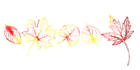  Set of autumn leaves illustrations
