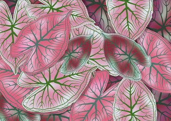 Abstract and art leaf of Caladium bicolor flower background. Vector EPS10