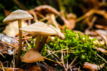 Close up view of mushrooms in the autumn forest.