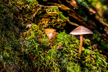 Close up view of mushrooms in the autumn forest.