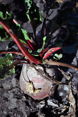 Red stems and green leaves of growing in black earth beetroot, soft blurry background, top view