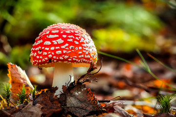 Fly agaric (Amanita Muscaria) mushroom in the forest. Red cap mushroom close up. - obrazy, fototapety, plakaty