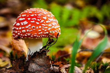 Fly agaric (Amanita Muscaria) mushroom in the forest. Red cap mushroom close up.