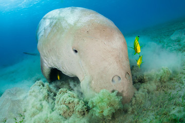 Dugong surrounded by yellow pilot fish