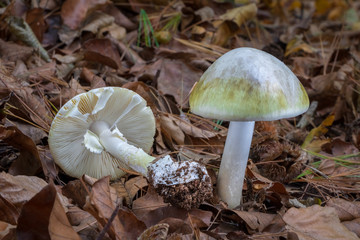 Death cap - Amanita phalloides - deadly poisonous mushroom