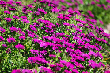 Obraz premium MARGARITAS FUCSIAS