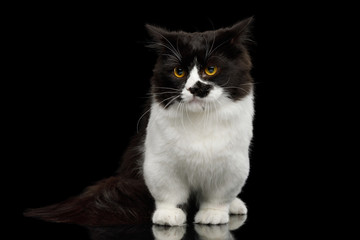 Short Munchkin Cat white legs, standing with angry face on Isolated Black background