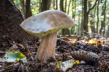 Edible mushroom boletus edulis in autumn forest