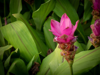 Krachai flower,siam tulip