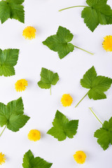  Green leaves and yellow flowers on white background with round copy space in the center