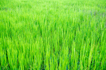 Close up of green paddy rice plant.