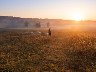 a shepherd leads a herd of goats to pasture. Early morning, golden sunlight. In the background is a...